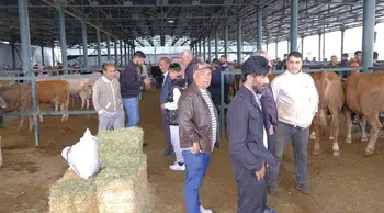 Eskişehir'de kurban pazarı hareketlendi: Büyükbaş ve küçükbaş fiyatları ne kadar?