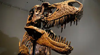 67 milyon yıllık T-Rex iskeleti hangi fiyata satıldı?