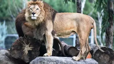 İzmir'de aslan yavrusu yetişkin aslan tarafından öldürüldü