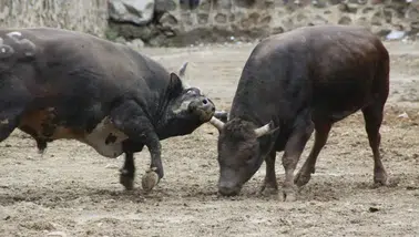 Artvin'de 31. Boğa Güreşi sezonu başladı : 104 boğa arenada