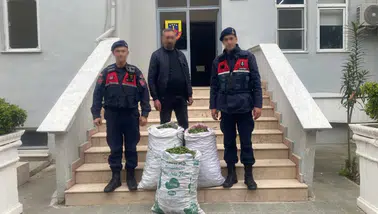 Aydın Germencik'te incir hırsızı suçüstü yakalandı