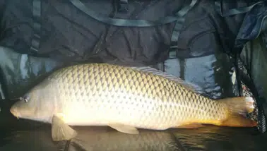 Samsun'da kaçak avcılık : 60 kilo sazan balığı ele geçirildi