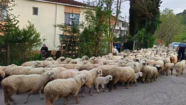 Ordu'da havalar ısındı, yayla göçü başladı