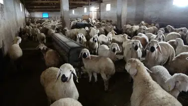 Elazığ'da ağıla giren kurt, 8 koyunu telef etti