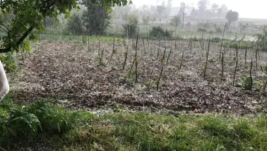 Bursa'da dolu yağışı tarım arazilerine zarar verdi