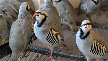 Kastamonu'da kenelerle mücadele için 1200 kınalı keklik doğaya salındı