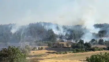 Balıkesir'de orman yangını : Ekiplerin müdahalesi sürüyor