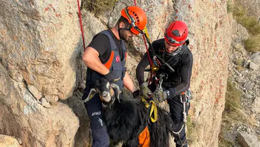 Şırnak Faraşin Yaylası'nda kayalıklarda mahsur kalan keçileri AFAD kurtardı