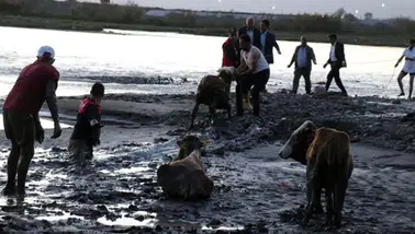 Gebze’de bataklığa saplanan 2 büyükbaş hayvan kurtarıldı
