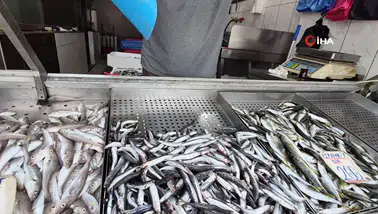 Karadeniz'de balık bolluğu : Palamut ve hamsi tezgahları doldurdu