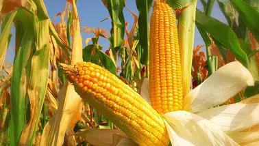 Mısır Fiyat Artışlarına İthalat ile Nasıl Çözüm Bulunacak?