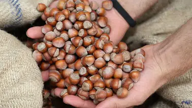 Fındık Fiyatları Ne Kadar? İl İl Güncel Değerlendirme ve Piyasa Durumu