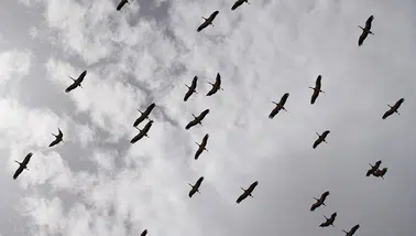 Kırıkkale'de leyleklerin gökyüzünde oluşturduğu muhteşem görüntüler dikkat çekiyor