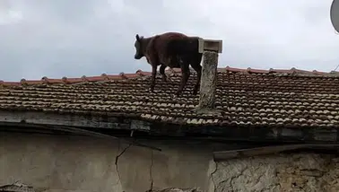 Bursa’da kaçan dana mahalleyi birbirine kattı