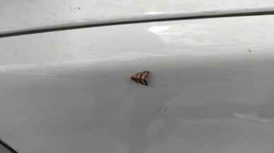 İstanbul 'da " vampir kelebek " paniği