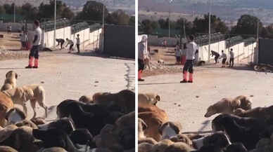 Konya'daki köpek katliamında yeni gelişme: Engelleme geldi