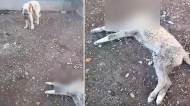 Böyle canilik görülmedi! Kulübeye bağlı köpeğin başını kestiler