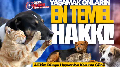 4 Ekim Dünya Hayvanları Koruma Günü: Yaşamak onların en temel hakkı!