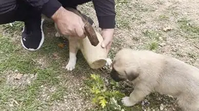 Artvin’de restoranda yavru köpeğin kafası testiye sıkıştı: Müşteri kurtardı