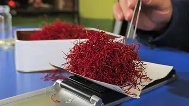 Amasya’da kırmızı altın safranın gramı 500 TL’ye satılıyor