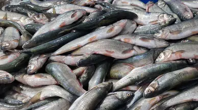 Van Gölü’nün incisi tezgâhlarda: İnci kefali hem ucuz hem lezzetli