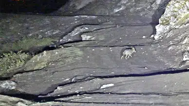 Bitlis’te budaklı kaplıcalarında yüzen insanların yakınına kurtlar geldi