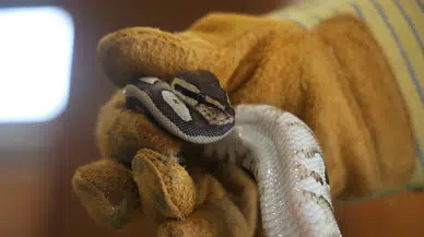 Konya’da bir şahsın üzerinde bulduğu yavru piton hayvanat bahçesine teslim edildi