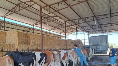 Aydın’da şap hastalığı yayılıyor: Hayvan giriş çıkışları yasaklandı