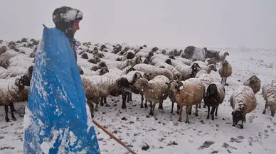 Erzincanlı küçükbaş üreticileri yaylalarda kara yakalandı