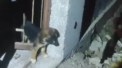 Hatay’da demir korkuluklara sıkışan yavru köpek kurtarıldı