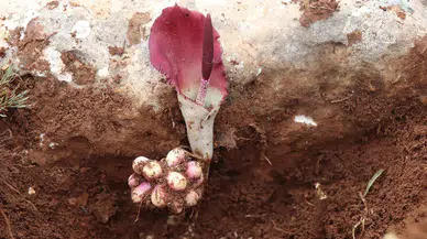 Karaman’da şaşırtan keşif: Mantar ararken yeni bitki türü buldu