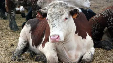 Deli Dana Hastalığı nedir? Hastalığın belirtileri, bulaşma yolları ve tedavisi