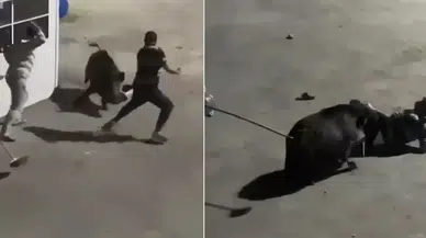 Maslak'ta şantiyede yaban domuzu paniği