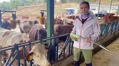 Hayvancılıkta yapay zekâ kullanımı: Hayvanın midesine sensör yerleştiriliyor!