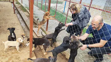 Germencik’te sokak hayvanları rehabilitasyon merkezi açılış için gün sayıyor