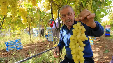 Sarıgöl’de üzüm üreticisi fiyat düşüşüyle zor durumda