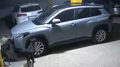 Trabzon’da 3 köpek, kediyi kovalarken SUV aracına zarar verdi