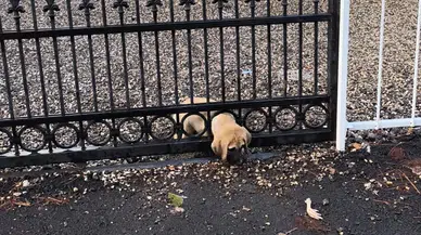 Hatay’da kapıya sıkışan yavru köpek itfaiye ekiplerince kurtarıldı