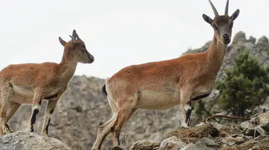 Pozantı’da yaban keçileri kartpostallık görüntüler oluşturdu