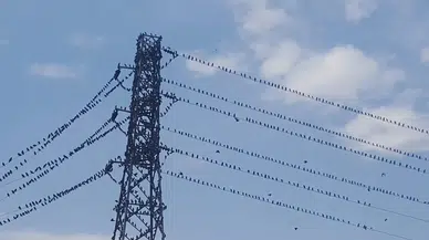 Göç yolundaki kırlangıçlar erzincan’da mola verdi