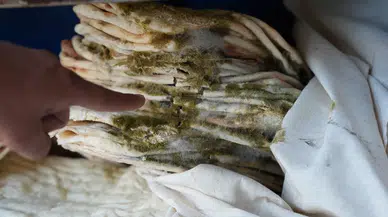 Mersin’de skandal! Hijyen kurallarına uymayan 2 fırın kapatıldı