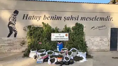 Hatay’da jandarmadan uyuşturucu operasyonu: 1.876 kök kenevir ele geçirildi