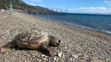 Çanakkale Gelibolu’da yürek burkan olay: 1 metrelik caretta caretta kıyıya vurdu