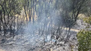 Aydın'da 10 dönüm alan küle döndü