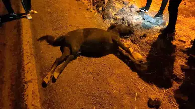 Siirt’te otomobil ile at çarpıştı: Sürücü yaralandı, at telef oldu