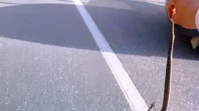 Kütahya’da emekli işçi ölümcül engerek yılanını eliyle yakaladı