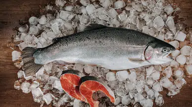 Türk somonu ihracatında rekor