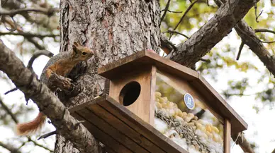 Kütahya’da sincap ve kuşlar için kış hazırlığı