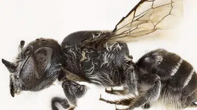 Avustralya’da yeni keşif: Şeytan boynuzlu arı ilk kez görüntülendi