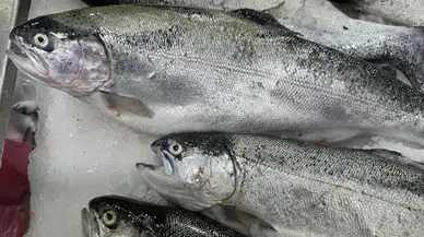 Artvin’den 67 ülkeye Türk Somonu ihracatı: Karadeniz’in lezzeti dünyayı sardı